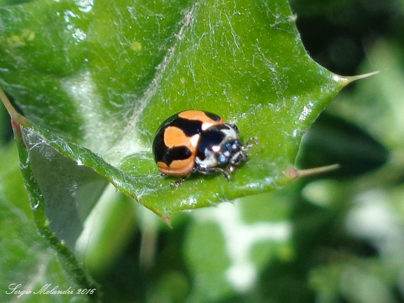 Coccinella (Spilota) miranda, is. Tenerife, Canarie